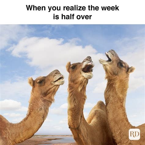 25 Hump Day Memes That Make Wednesdays。